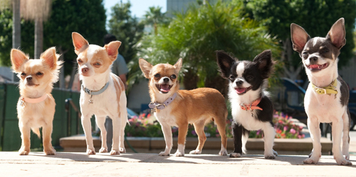 Beverly Hills Chihuahua Checks